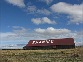 Shaniko