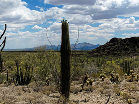 USA 2013 - 0373 Organ Pipe Panorama