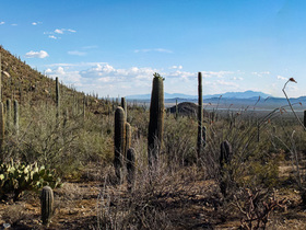 USA 2013 - 0408-Saguaro NP Panorama