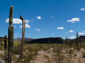 USA 2013 - 0295 - Organ Pipe Panorama2 Kopie