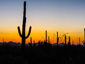 USA 2013 - Saguaro NP Panorama4